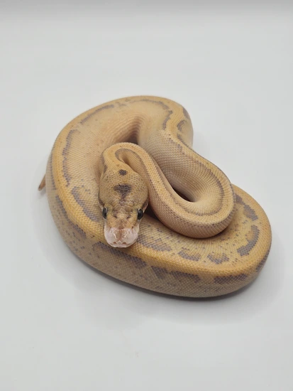 Confusion Leopard Ivory Ball Python by Port City Reptiles