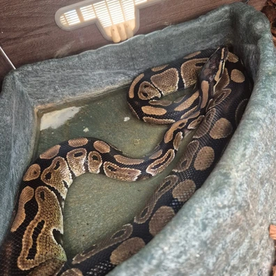 Royal Python Ball Python - male for sale from Perfect Scales
