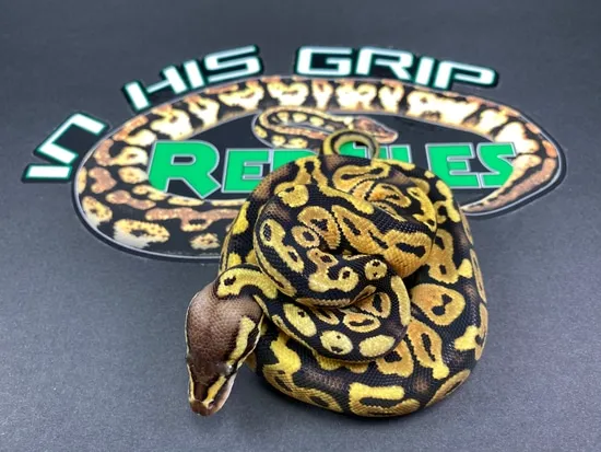 python racquetball grip python green racquetballs (3... Pastel Ball Python by In His Grip Reptiles