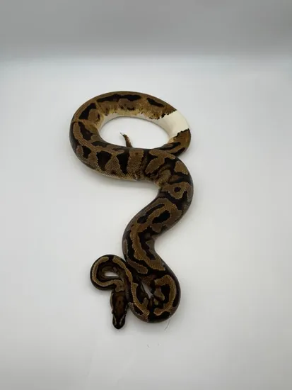 Male Breeder Piebald Ball Python by Valor Morphs LLC