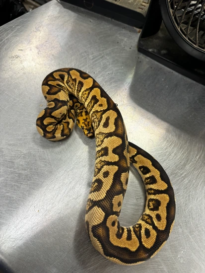 Spotnose YB Clown Ball Python by Valor Morphs LLC