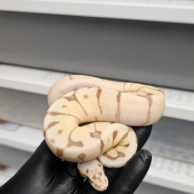Banana Enchi Spider