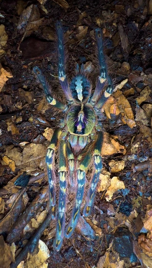 Poecilotheria Ornata - Fringed Ornamental - 3+ Inch Female! Tarantula ...