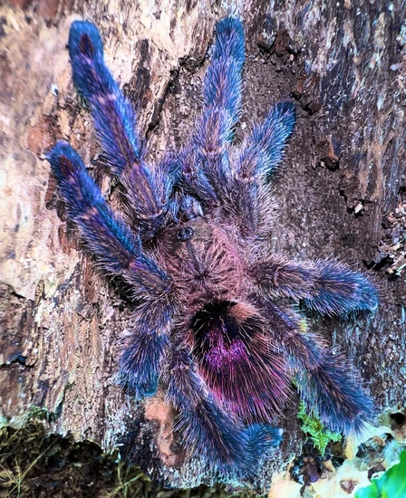 ピンクフロイド / BBCフロイド　(TARANTURA) ピンクフロイド / BBCフロイド (TARANTURA) Pink Floyd: Electric