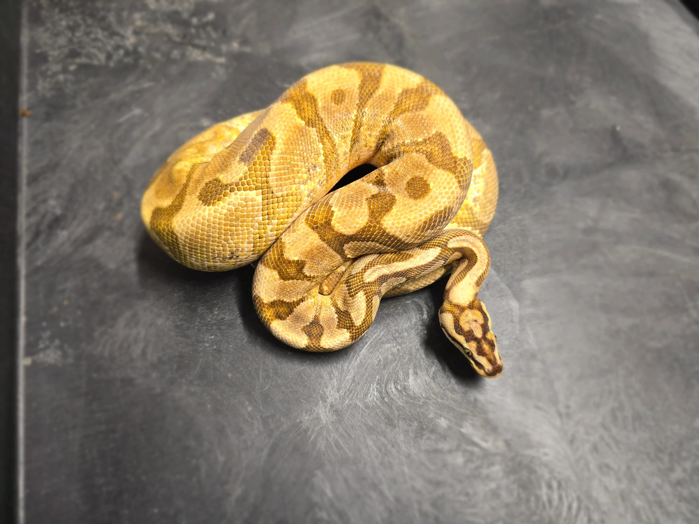 Enchi Redstripe YB Spotnose Het Clown Ball Python by WetterMorph ...