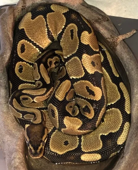 Normal Ball Python by Crystal Fire Pythons