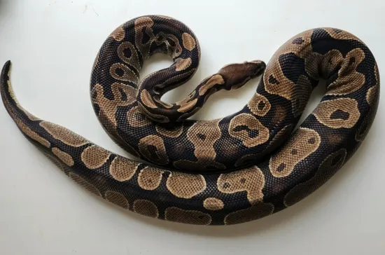 Normal (Free Shipping) Ball Python by Whiskey River Reptilia