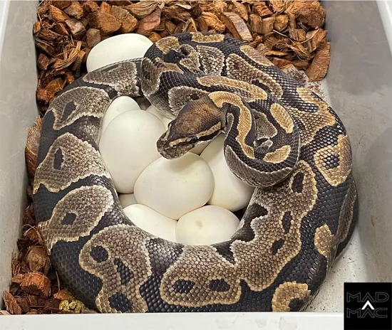 Mad Mom Python 10+ Egg Het TSK Axanthic Ball Python by Mad Mac Pythons
