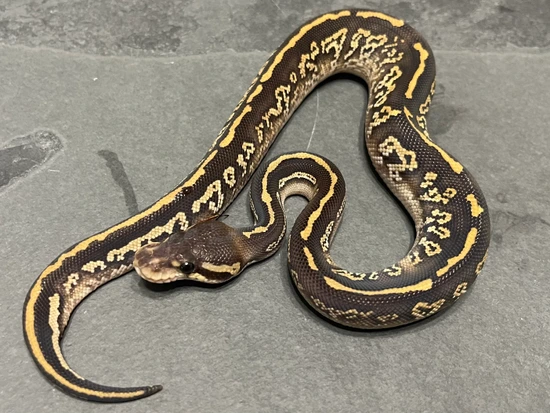 Mad Mom Python Super Sapphire Black Pastel Phantom 50% Het Hypo Ball Python by Mad Mac ...