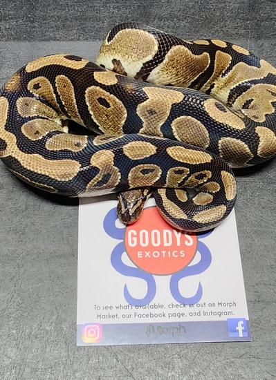 DH Hypo Pied Poss Asphlt Ball Python by Goodys Exotics