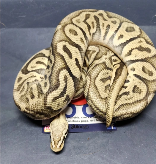 Adult Hypo Clown Breeding Project Ball Python by Goodys Exotics