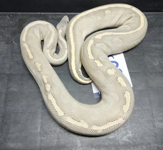 Super Phantom Hypo Ball Python by Goodys Exotics