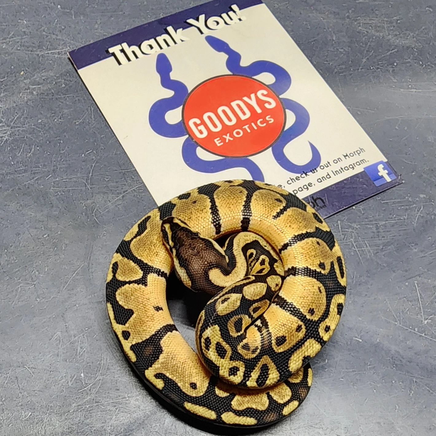 Baby Desert Python Pastel Het Desert Ghost Ball Python by Goodys Exotics