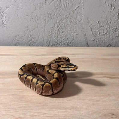 Ball Pythons Spider Ball Python - unknown for sale from WM Pythons