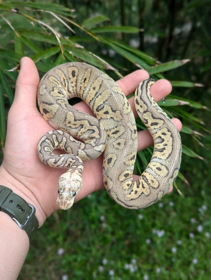 Female Super Pastel Stranger Clown Het Hypo Ball Python by Prehistoric ...