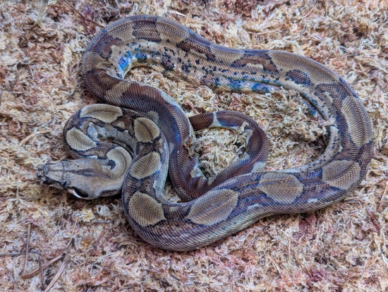Male Super Hypo Salmon Het Leopard Boa Constrictor by Prehistoric Preserve