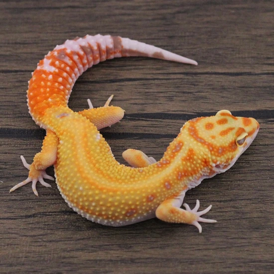 Tremper Tangerine (Atomic Tremper Joker X Red Diamond Cross) Leopard ...