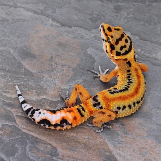 Tangerine Bold Clown: Monarch Lines Leopard Gecko by Wildcard Geckos