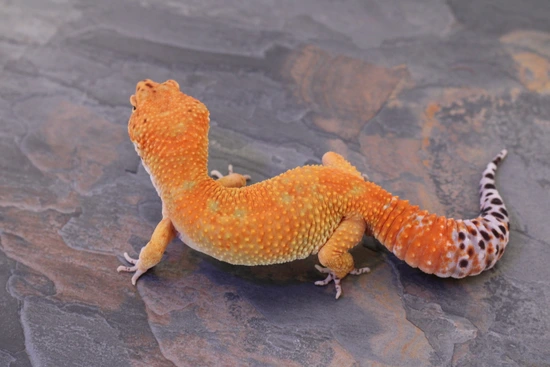 Blood Tang Atomic Joker Cross Leopard Gecko by Wildcard Geckos
