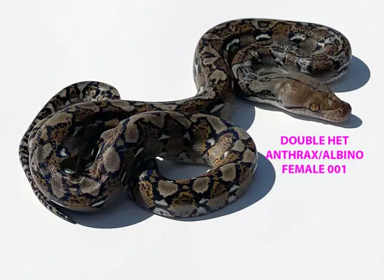 Normal Double Het Anthrax Albino Reticulated Python by WildFire Retics