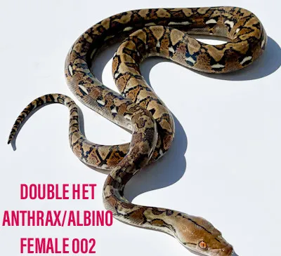 Normal Double Het Anthrax Albino Reticulated Python by WildFire Retics