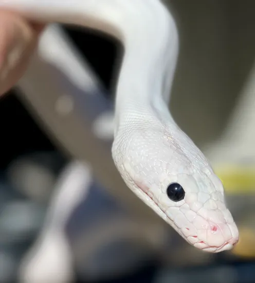 Jet Black Reticulated Python Black Eyed Leucistic Reticulated Python by WildFire Retics