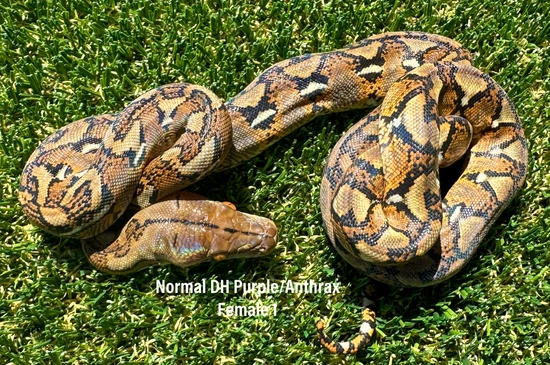Normal Double Het Purple/Anthrax Reticulated Python by WildFire Retics