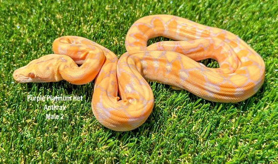 Platinum Purple Albino Het Anthrax Reticulated Python by WildFire Retics