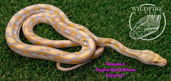 Purple Het Anthrax Reticulated Python by WildFire Retics