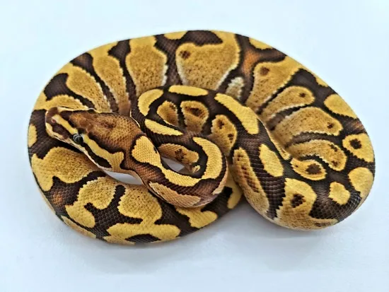 Fire Enchi Het Orange Ghost Ball Python by Wild Side Reptilez