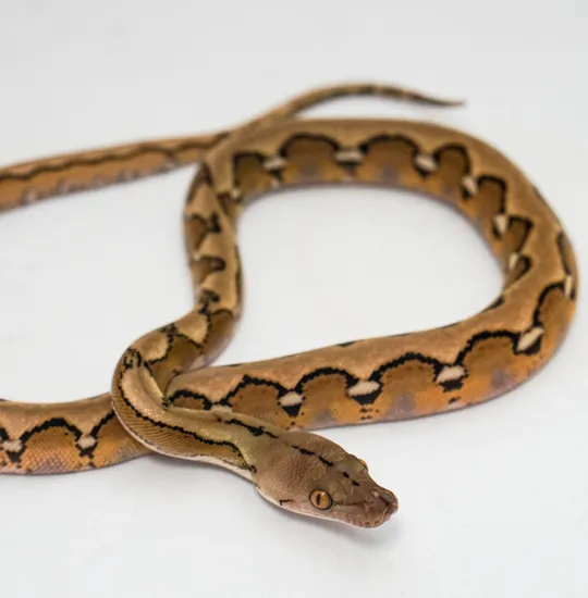 Sunfire Platinum Reticulated Python by Wild Things Exotic Pets LLC