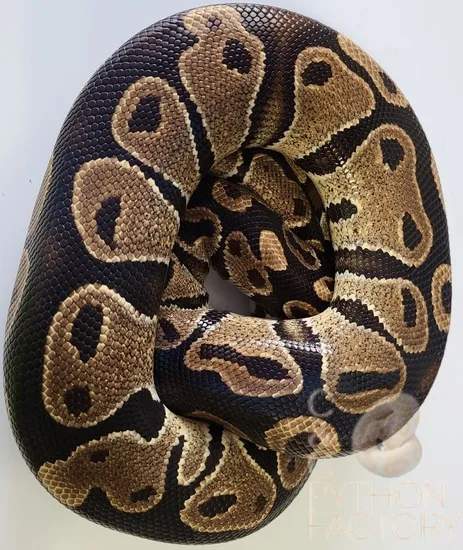 Normal Ball Python Green Background Normal Ball Python by C&C Python Factory