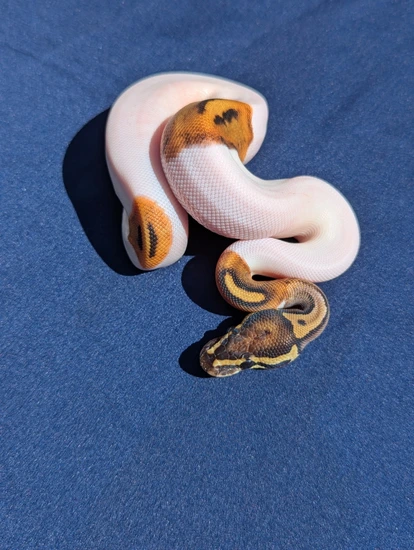 Orange Dream Yellow Belly Pied Het Lavender Albino Ball Python by ...