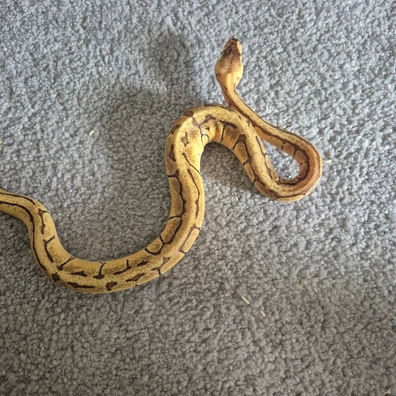 Lemonblast DH Hypo Clown