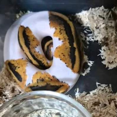Clown Pied Trio