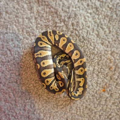 Blackhead Orange Dream Hypo