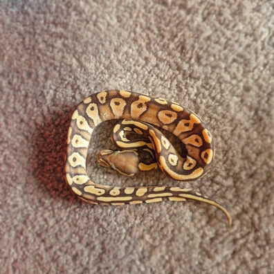 Orange Dream Mojave Hypo