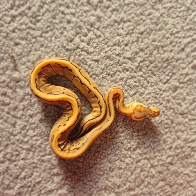 Fire Pinstripe Dh Hypo Clown