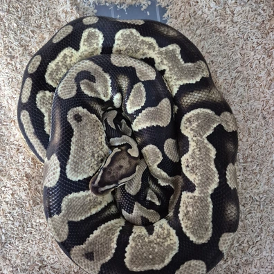 Enchi YB OD Het Pied