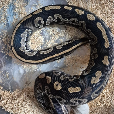 Blackhead R&R Het Hypo