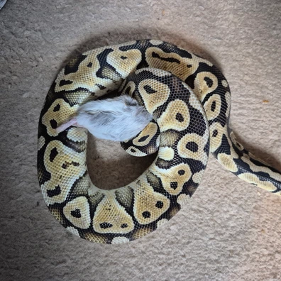 Pastel Redstripe Het Clown