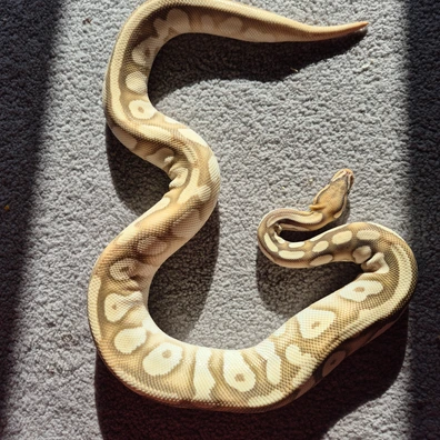 Super Orange Dream Mojave Hypo Ball Python - female for sale from Willows Snakes