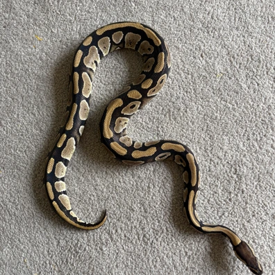 Het Ultramel Ball Python - female for sale from Willows Snakes