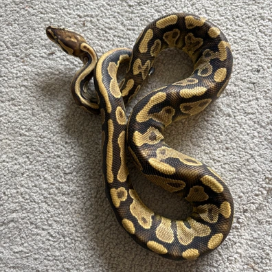 Tango YB Het Clown Ball Python - male for sale from Willows Snakes