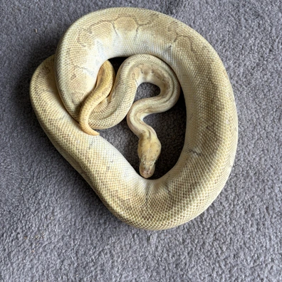 Pastel Pin Enchi YB Fire Hypo Ball Python - female for sale from Willows Snakes