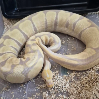 Candino Ball Python - female for sale from Willows Snakes
