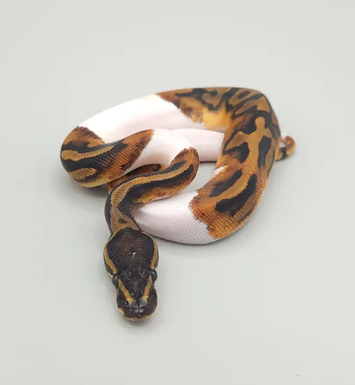 Lotus Python Pied Ballpython Ball Python by Lotus Reptiles