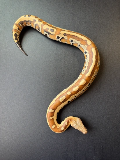 Normal Python Snake Normal Blood Python by Willy's Snakes