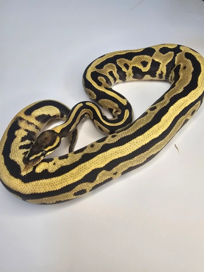 DG OD Leopard Pos Super OD/Leo 66% Het Pied Ball Python by Wish List Morphs
