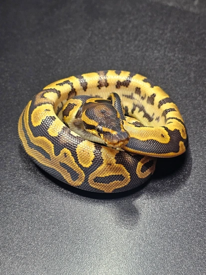 OD Leopard Het DG 50% Het Pied Ball Python by Wish List Morphs
